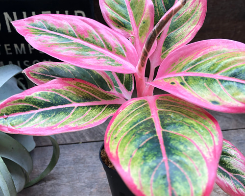 アグラオネマ ロータス デライト「Aglaonema Lotus Delight