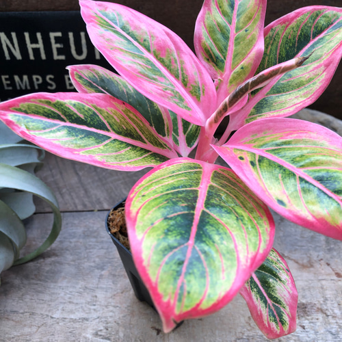 ★ポットごと♡ロータス デライト♡アグラオネマ♡希少♡観葉植物 アグラオネマ ロータス デライト「Aglaonema Lotus Delight」♡大