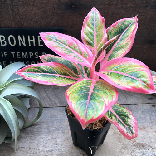 アグラオネマ ロータス デライト小「Aglaonema Lotus Delight