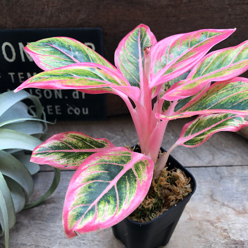 アグラオネマ ロータス デライト「Aglaonema Lotus Delight」♡大