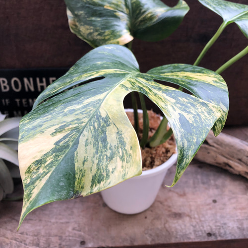 モンステラ ボルシギアナ オーレア♡希少♡観葉植物♡黄斑入り