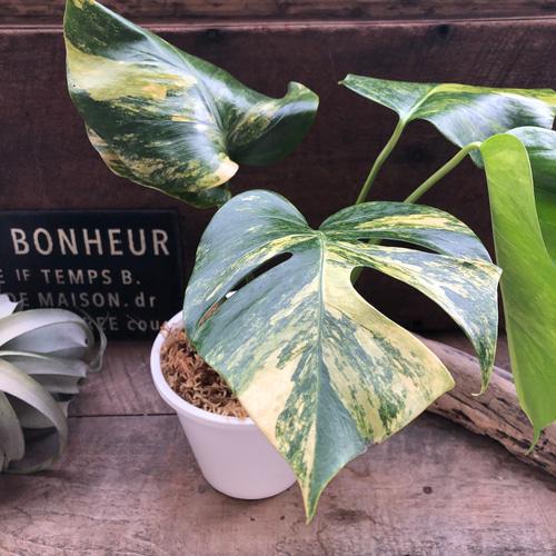 モンステラ ボルシギアナ オーレア♡希少♡観葉植物♡黄斑入り アート