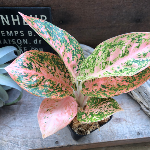 オレンジスターダスト♡アグラオネマ♡観葉植物♡レア品種 アート