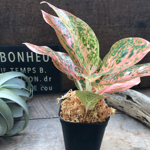 オレンジスターダスト♡アグラオネマ♡観葉植物♡レア品種 アート