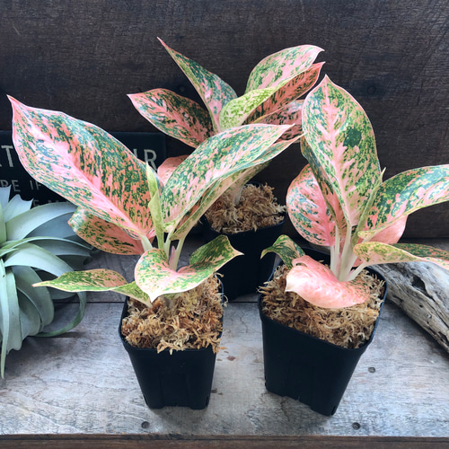 オレンジスターダスト♡アグラオネマ♡観葉植物♡レア品種 アート