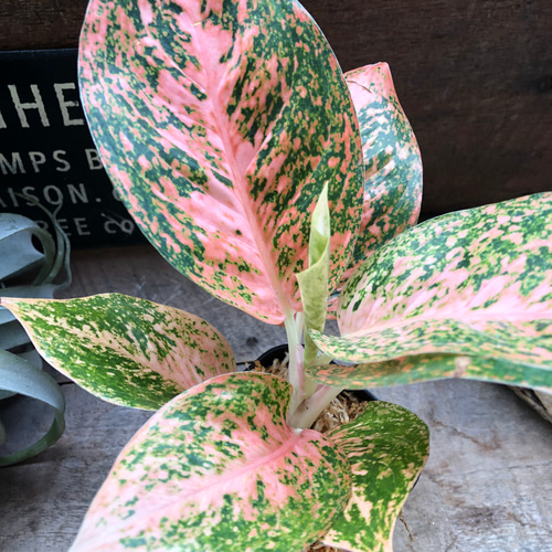 オレンジスターダスト♡アグラオネマ♡観葉植物♡レア品種 アート