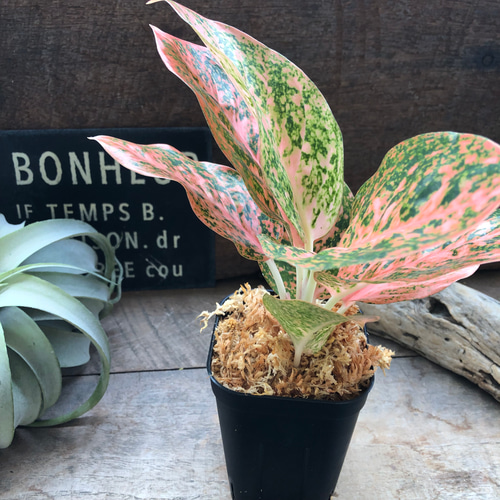オレンジスターダスト♡アグラオネマ♡観葉植物♡レア品種