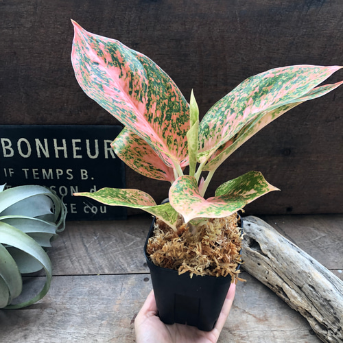オレンジスターダスト♡アグラオネマ♡観葉植物♡レア品種
