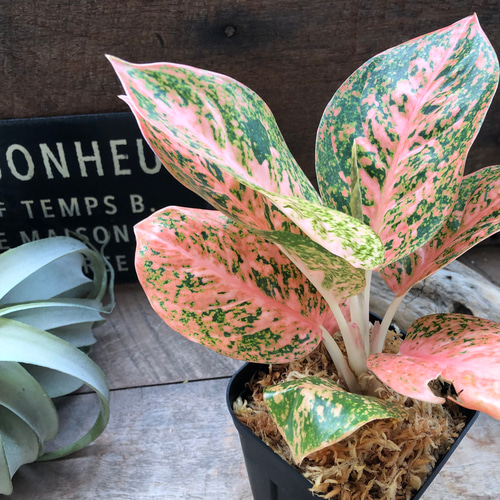 オレンジスターダスト♡アグラオネマ♡観葉植物♡レア品種