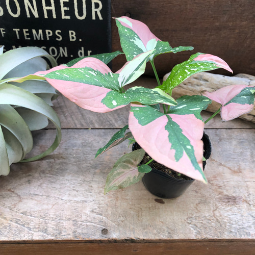 シンゴニウム♡トリカラー♡希少♡レッドスポット♡観葉植物 アート