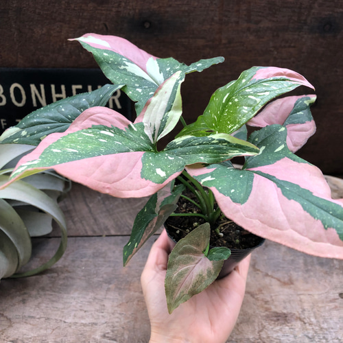 シンゴニウムトリカラーとレッドラーバーのミックス シンゴニウムトリカラーとレッドラーバーのミックス シンゴニウムトリ