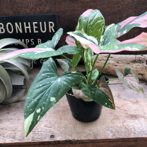 シンゴニウム♡トリカラー♡希少♡レッドスポット♡観葉植物 アート