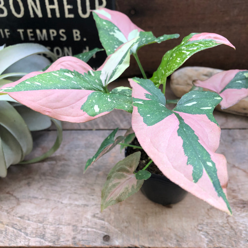 シンゴニウム♡トリカラー♡希少♡レッドスポット♡観葉植物 アート