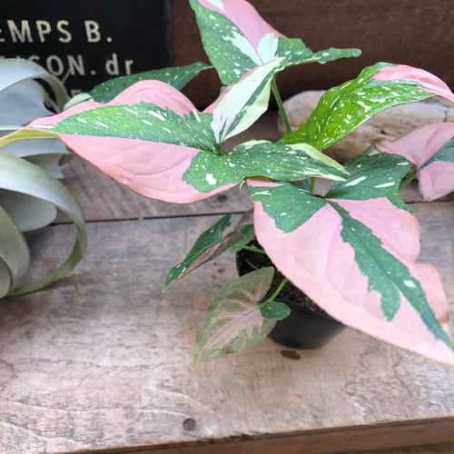 シンゴニウム♡トリカラー♡希少♡レッドスポット♡観葉植物 アート