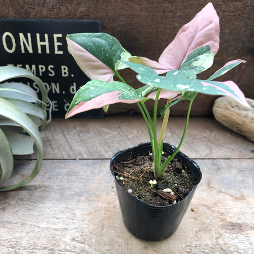 シンゴニウム♡トリカラー♡希少♡レッドスポット♡観葉植物 アート