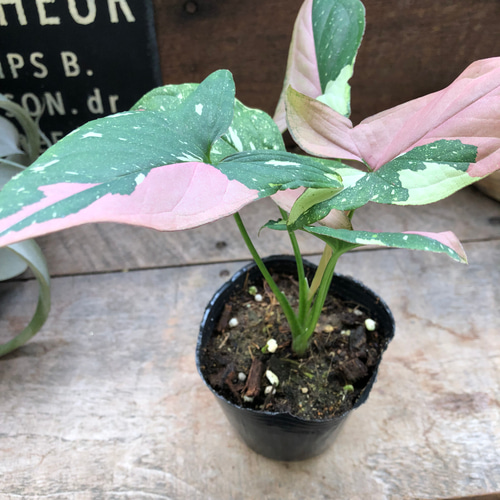 シンゴニウム♡トリカラー♡希少♡レッドスポット♡観葉植物 アート