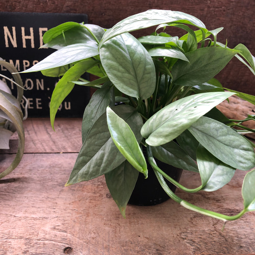 エピプレナム ピナツム セブブルー♡希少♡観葉植物 アート