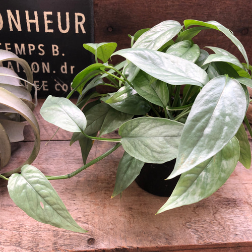 ［現品］【希少】※売約済※ 2番　エピプレムヌム　ピナツム　セブブルー　レア 現品］【希少】※売約済※ 2番 エピプレムヌム ピナツム