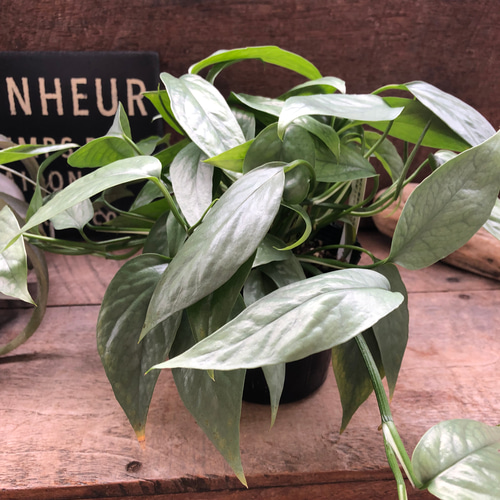 ［現品］【希少】※売約済※ 2番　エピプレムヌム　ピナツム　セブブルー　レア 現品］【希少】2番 エピプレムヌム ピナツム セブブルー 8号