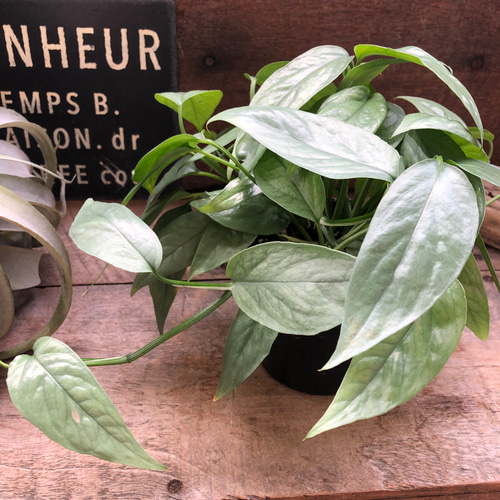 エピプレナム ピナツム セブブルー♡希少♡観葉植物 アート