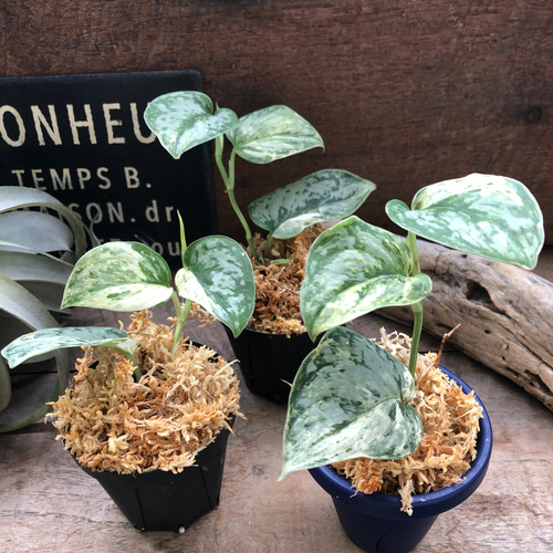 スキンダプサス♡ピースン♡ピーサン♡斑入り♡バリエガータ♡観葉植物