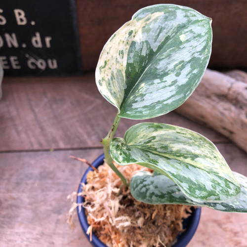 スキンダプサス♡ピースン♡ピーサン♡斑入り♡バリエガータ♡観葉植物