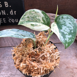 スキンダプサス♡ピースン♡ピーサン♡斑入り♡バリエガータ♡観葉植物