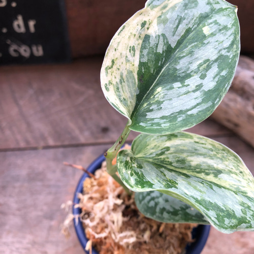 スキンダプサス♡ピースン♡ピーサン♡斑入り♡バリエガータ♡観葉植物