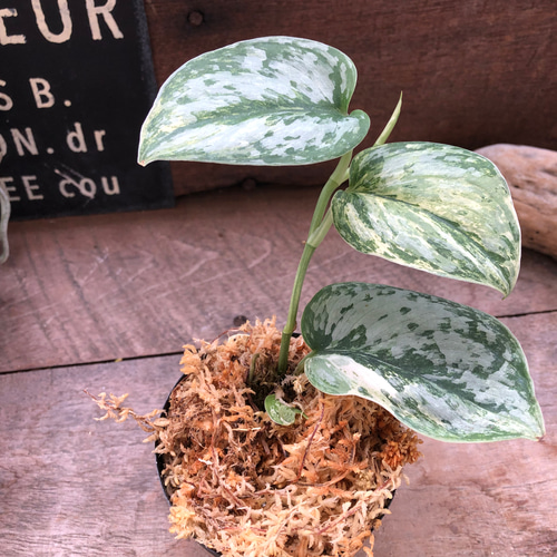 スキンダプサス♡ピースン♡ピーサン♡斑入り♡バリエガータ♡観葉植物