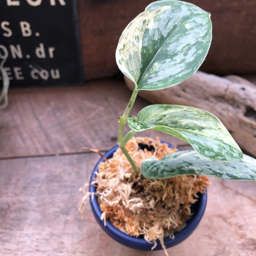 スキンダプサス♡ピースン♡ピーサン♡斑入り♡バリエガータ♡観葉植物