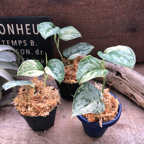 スキンダプサス♡ピースン♡ピーサン♡斑入り♡バリエガータ♡観葉植物