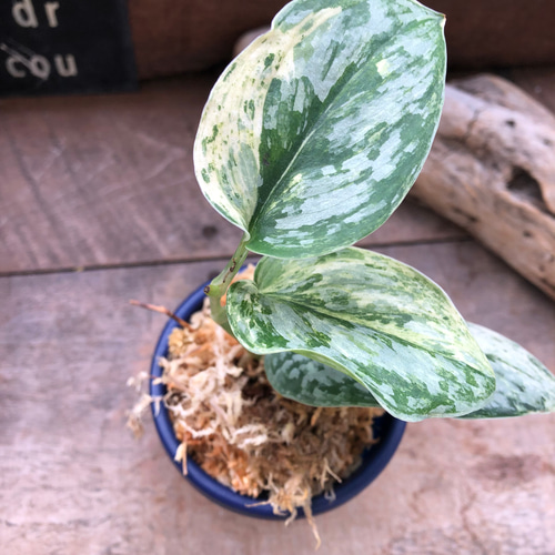 スキンダプサス♡ピースン♡ピーサン♡斑入り♡バリエガータ♡観葉植物