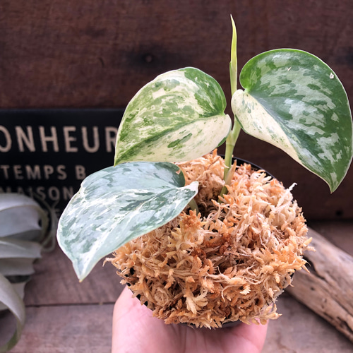 スキンダプサス♡ピースン♡ピーサン♡斑入り♡バリエガータ♡観葉植物