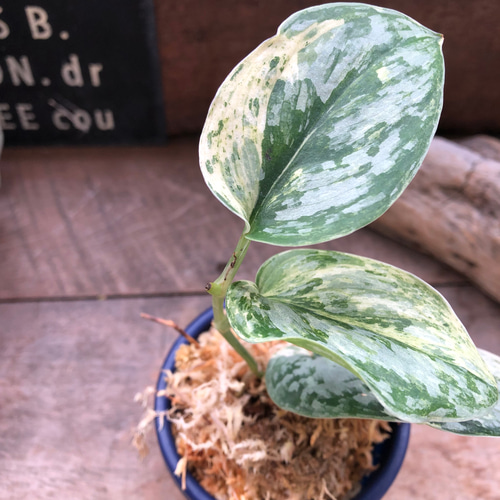 スキンダプサス♡ピースン♡ピーサン♡斑入り♡バリエガータ♡観葉植物