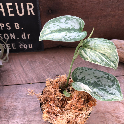 スキンダプサス♡ピースン♡ピーサン♡斑入り♡バリエガータ♡観葉植物