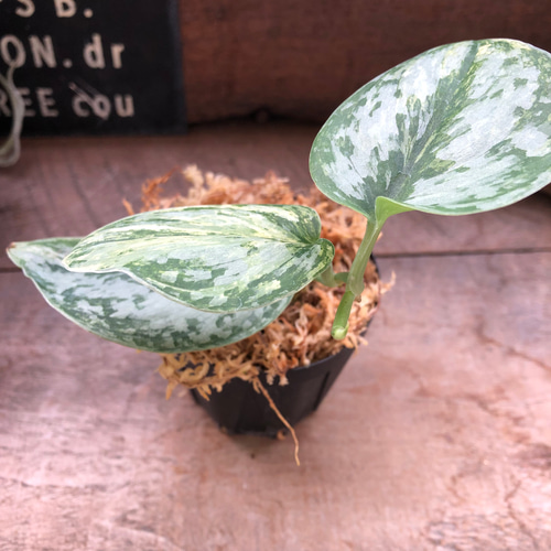 スキンダプサス　ピースン　ピーサン スキンダプサス：ピースン 3号ポット の通販 | 園芸ネット