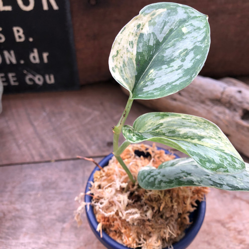 スキンダプサス♡ピースン♡ピーサン♡斑入り♡バリエガータ♡観葉植物