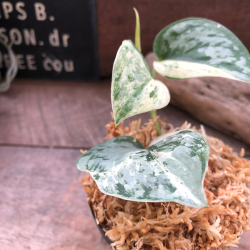 スキンダプサス　ピースン　ピーサン スキンダプサス♡ピースン♡ピーサン♡斑入り♡バリエガータ