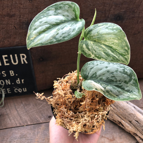 スキンダプサス♡ピースン♡ピーサン♡斑入り♡バリエガータ♡観葉植物