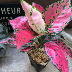 希少♡ピンクカムクン♡アグラオネマ♡観葉植物 アートフラワー パリ