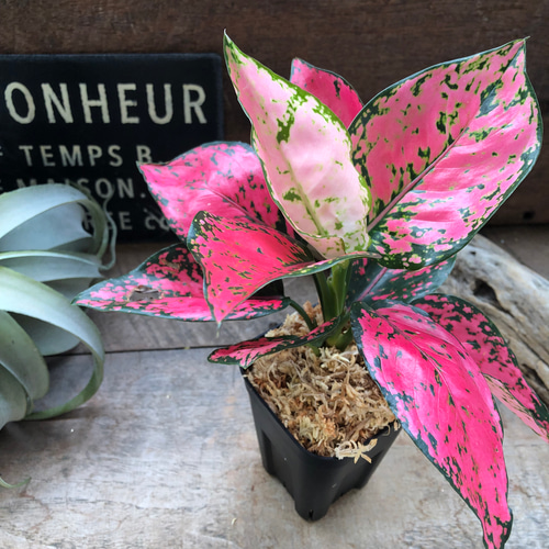 超希少❗️アグラオネマ　ピンクバナナ✨ 希少♡ピンクカムクン♡アグラオネマ♡観葉植物 アートフラワー パリ