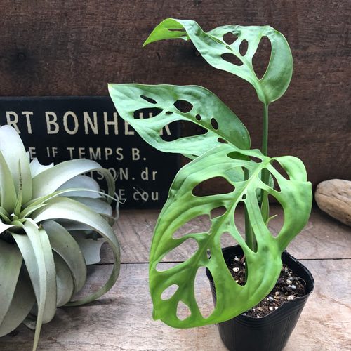 モンステラ♡エスケレート♡観葉植物♡インテリア アートフラワー パリ