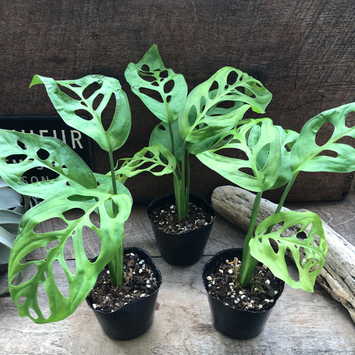 モンステラ♡エスケレート♡観葉植物♡インテリア アートフラワー パリ