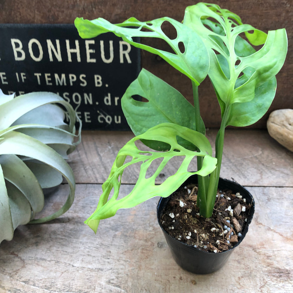 週末特価！3鉢価格！レア！モンステラ　エスケレート　苗　苗木　観葉植物 モンステラ エスケレート 税込2480円#観葉植物 #モンステラ