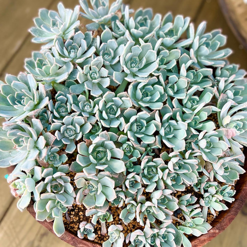 多肉植物 ピンクプリティ抜き苗