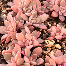 ピンクプリティ＊多肉植物＊抜き苗 多肉植物 ＊N＊ 通販 18693351