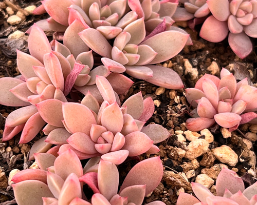 c68e8b41d3a7ce27ca4491f14fa277