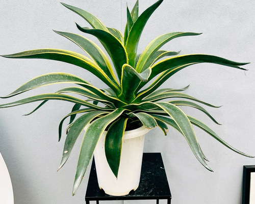 現品］55番 アガベ ベネズエラ 錦 斑入り 観葉植物 大型