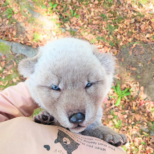 生後20日 オオカミ 赤ちゃん 仔 狼 ぬいぐるみ 布製 アート 生後20日 オオカミ 赤ちゃん 仔 狼 ぬいぐるみ 布製 アート
