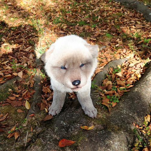 生後20日 オオカミ 赤ちゃん 仔 狼 ぬいぐるみ 布製 アート 生後20日 オオカミ 赤ちゃん 仔 狼 ぬいぐるみ 布製 アート